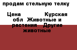 продам стельную телку › Цена ­ 52 000 - Курская обл. Животные и растения » Другие животные   